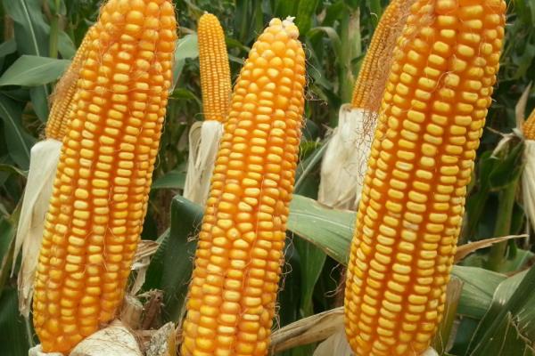 北农851玉米品种的特性，春播青贮玉米品种