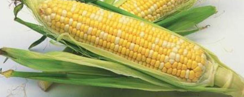康甜188玉米品种的特性，在中等肥力以上地块栽培