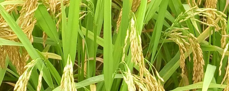 深两优811水稻种子简介，保证每亩基本苗8万苗以上