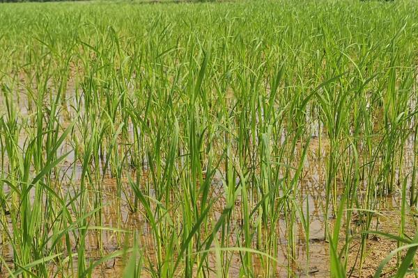 星两优551水稻种简介，一般4月底至5月初播种
