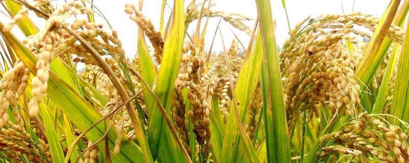 星两优551水稻种简介，一般4月底至5月初播种