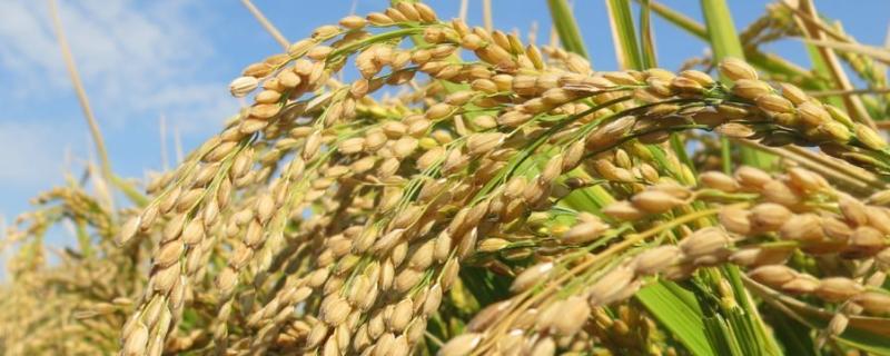 C两优143水稻种子特征特性，全生育期135.8天