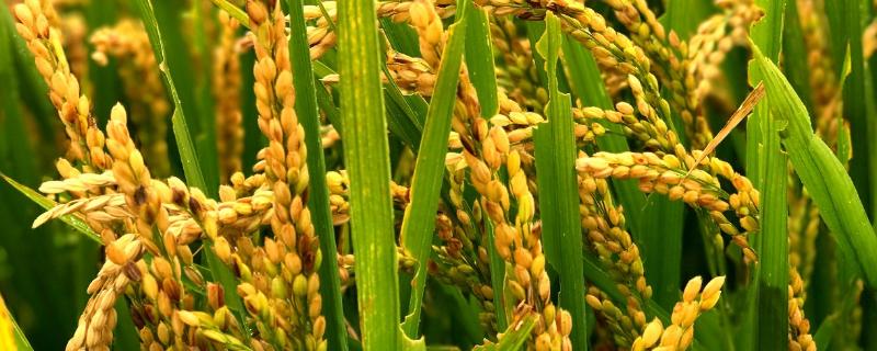 徽两优27占水稻种子简介，适期防治病虫害