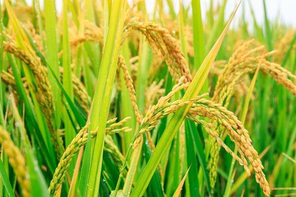润君优656水稻种子简介，每亩大田用种量0千克