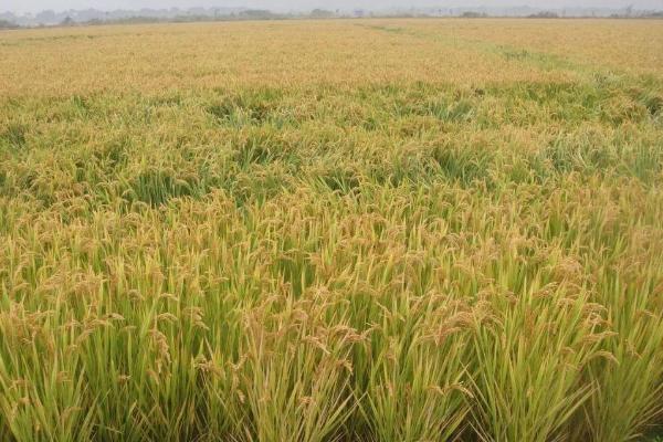 蜀优730水稻种子特点，每亩有效穗数15万穗