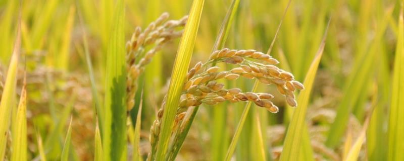 千乡8优78水稻种子特征特性，籼型三系杂交水稻品种