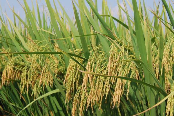中稻几月播种几月收，通常在9月中下旬开始收获