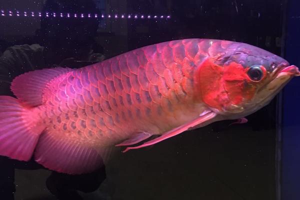 红龙鱼吐胃袋如何处理，需采取停喂食物、增加供氧量等措施