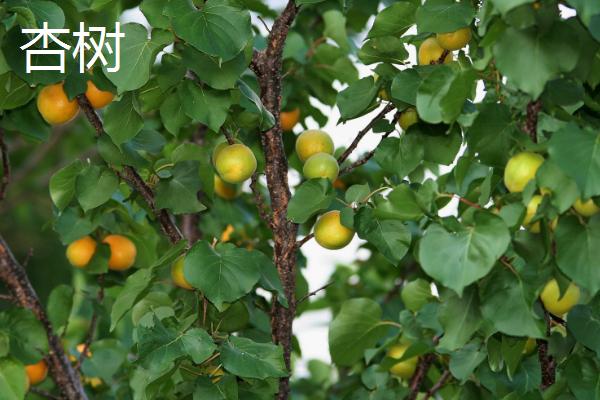 杏树和桃树的区别，叶片、树体和花朵均不同