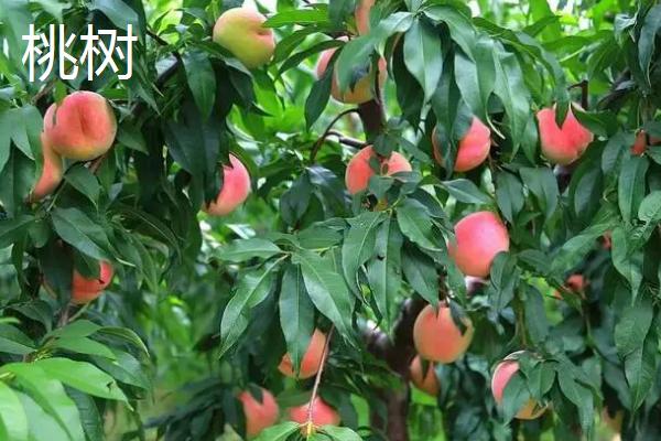 杏树和桃树的区别，叶片、树体和花朵均不同
