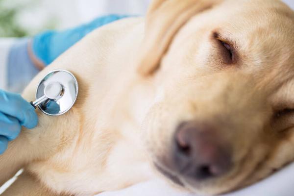 感染犬瘟热的四类疾病类型，首先是呼吸道的疾病症状