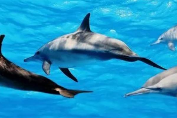 海豚和鲨鱼的区别，类别、习性和呼吸方式均不同
