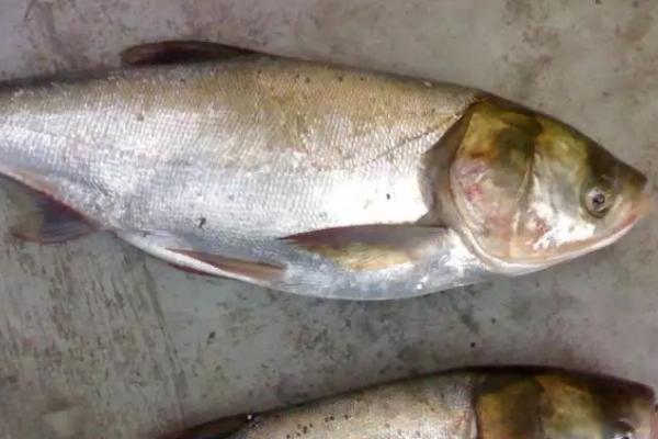 鲢鳙喜欢在深水区还是浅水，喜欢在浅层进行觅食活动