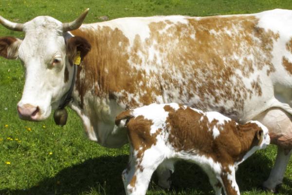母牛为什么会流产，可能是机械性流产或营养不良导致流产等