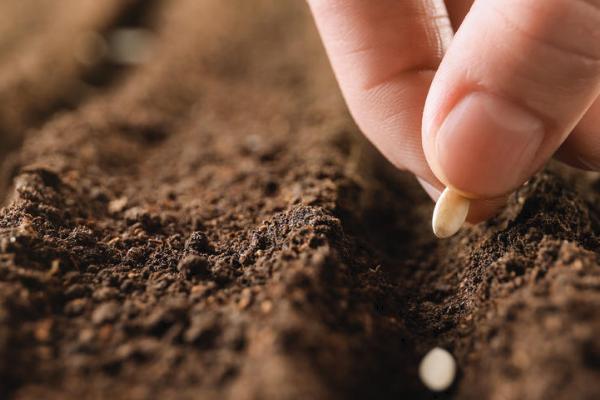 人参种子的种植方法，可春播、夏播或秋播