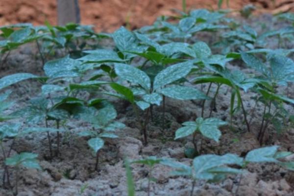 人参种子的种植方法，可春播、夏播或秋播