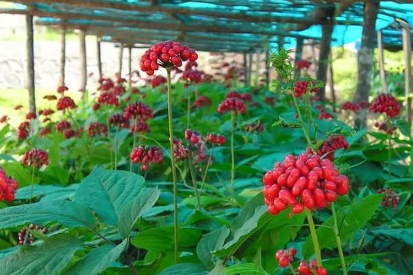 人参种子的种植方法，可春播、夏播或秋播
