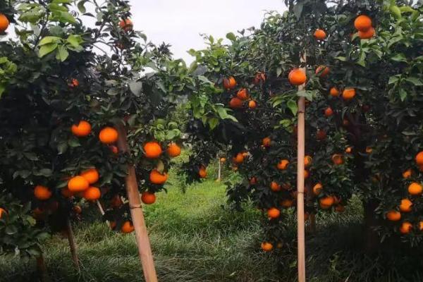 种植柑橘要注意什么，种植环境的温度不能超过35℃