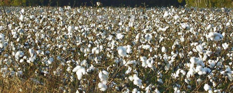 冀丰1458棉花种子特征特性，适宜密度为6000株/亩左右