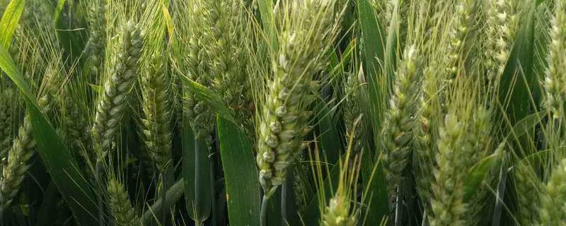蕾麦118小麦种子特点，该品种属半冬性中熟品种