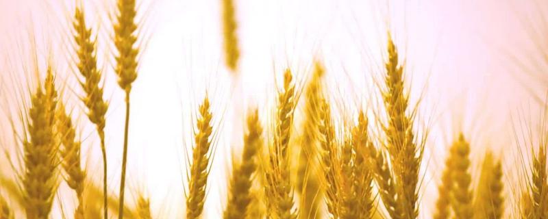 河农128小麦种子特点，平均生育期248天