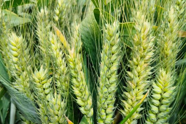 龙堂一号小麦种子简介，该品种属半冬性中熟品种