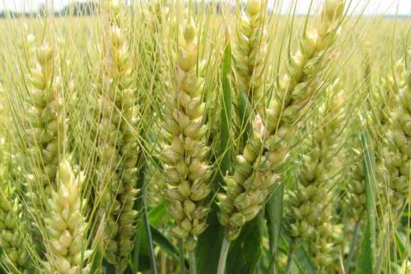 锦麦163小麦品种的特性，平均生育期250天