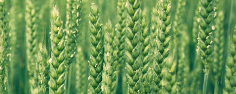 科966小麦种子介绍，每亩施复合肥25千克作底肥
