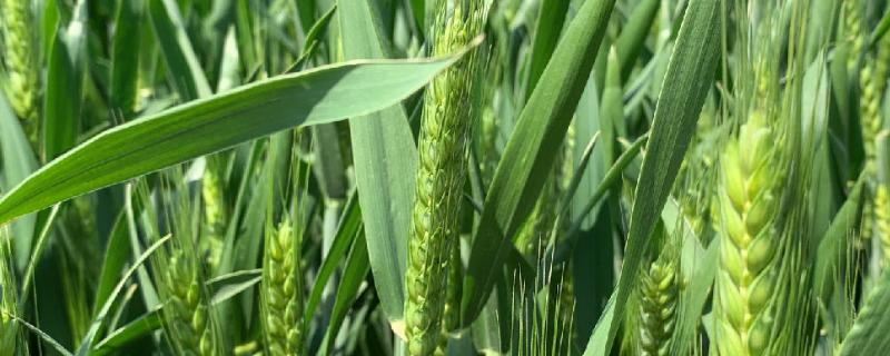 龙堂一号小麦种子简介，该品种属半冬性中熟品种