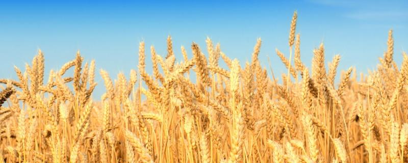 邯农3698小麦种子特征特性，足墒播种