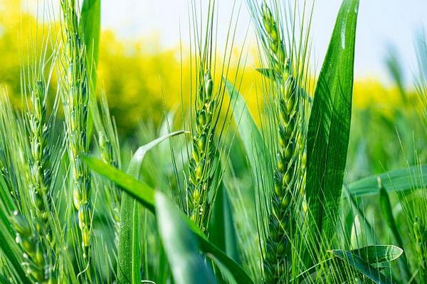 天泽麦2016小麦品种简介，该品种属半冬性中熟品种