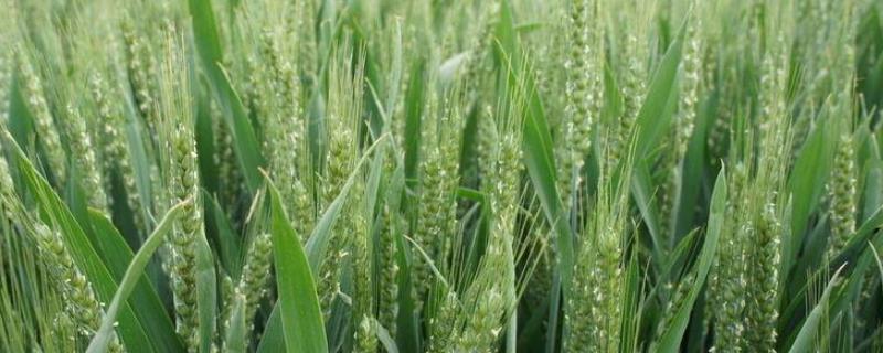 天泽麦2016小麦品种简介，该品种属半冬性中熟品种