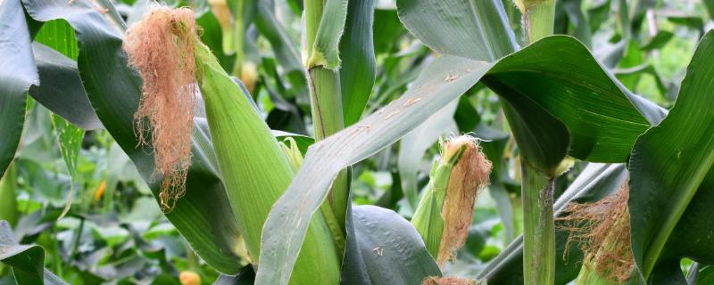 沃锋969玉米种子介绍，注意防治苗期病虫害