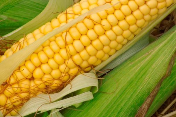 福盛园86玉米品种简介，注意防治玉米螟虫