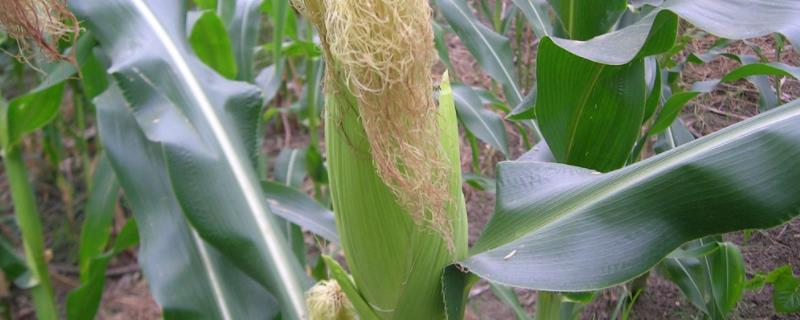登海S166玉米品种的特性，注意防治茎腐病和矮花叶病