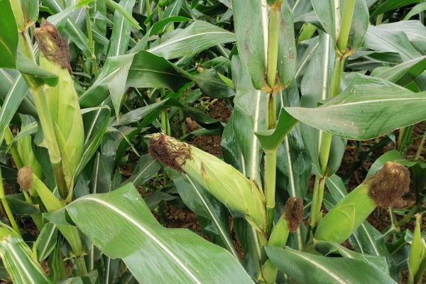 福盛园68玉米品种的特性，注意防治玉米螟虫