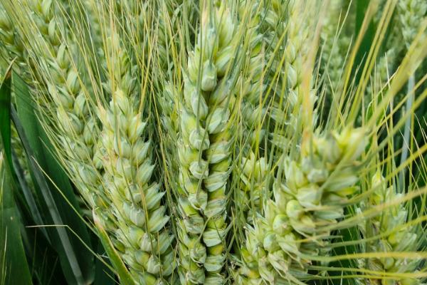 锦麦163小麦品种的特性，平均生育期250天