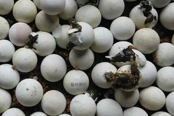 甲鱼蛋怎么孵化，一种是自然孵化另一种是人工孵化