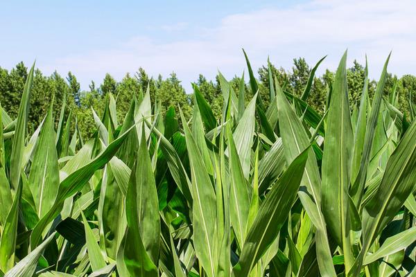 福盛园68玉米品种的特性，注意防治玉米螟虫