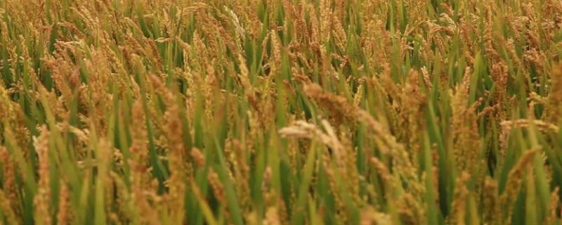 滨稻8号水稻品种简介，常规晚熟粳稻品种
