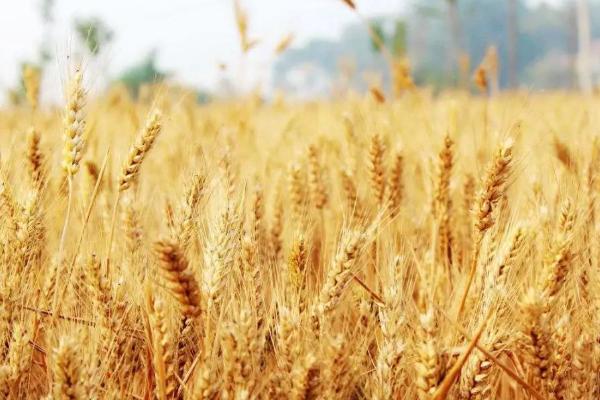 科966小麦种子介绍，每亩施复合肥25千克作底肥