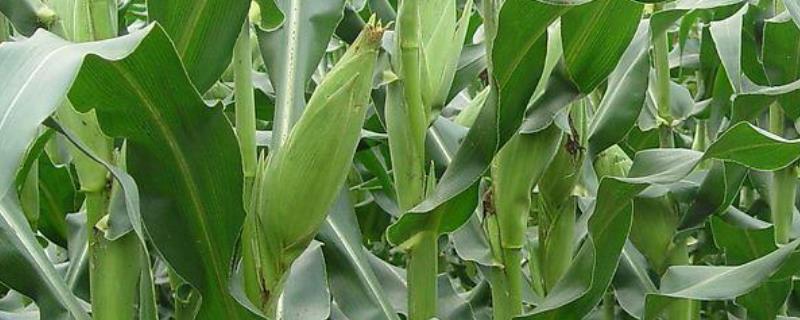 谷瑞669玉米种子特点，注意防治丝黑穗病