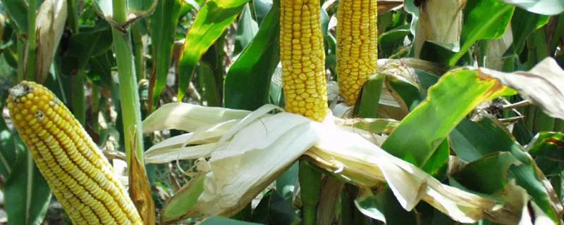 福盛园391玉米种子介绍，注意防治玉米螟虫