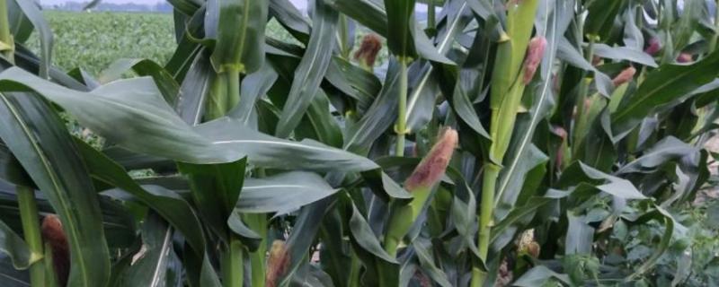 邦农151玉米品种的特性，适宜播期4月下旬至5月上旬