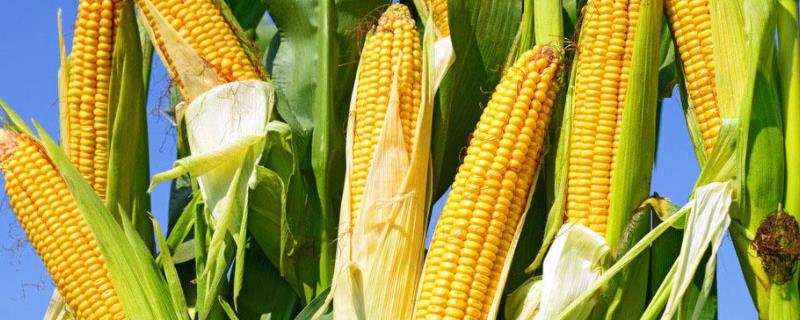 邦农220玉米种子特点，适宜播期6月上中旬