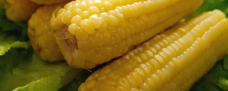易安918玉米品种的特性，适宜播期4月下旬至5月上旬