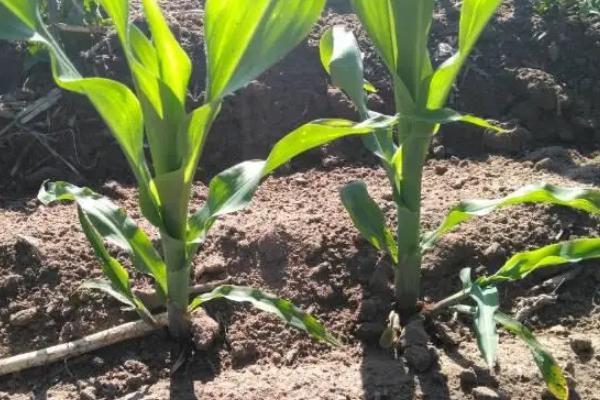 晋泽玉6号玉米种简介，适宜播期4月下旬至5月上旬