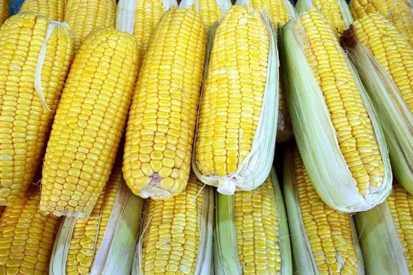 辉玉7321玉米种子特征特性，适宜播期4月下旬至5月上旬