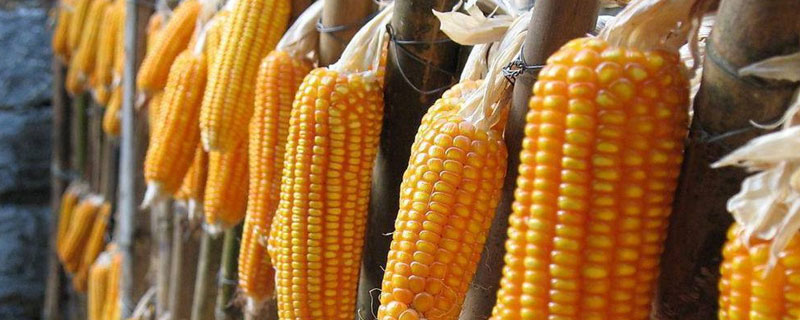 晋鹏玉3701玉米种子简介，适宜播期4月下旬至5月上旬