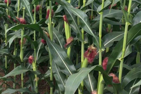 易安918玉米品种的特性，适宜播期4月下旬至5月上旬